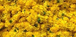 florists in nalasopara east mumbai flower shop justdial