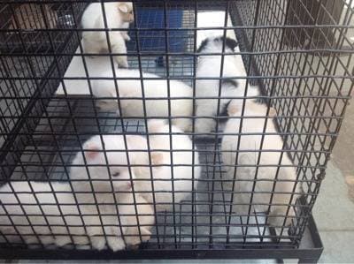 Salim Co in Crawford Market Mumbai Best Pet Shops For Dog in