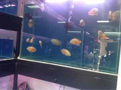 Salim Co Crawford Market Pet Shops In Mumbai Justdial
