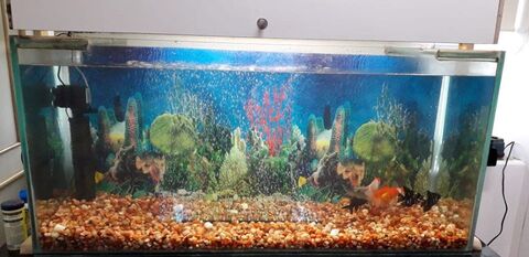 Arya fish aquarium and pet shop hotsell