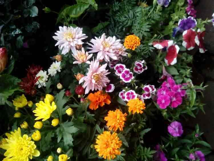 Catalogue Rajkumar Nursery in Dadar West , Mumbai Justdial