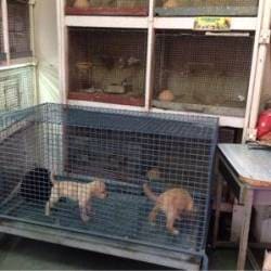 Crawford pet discount market