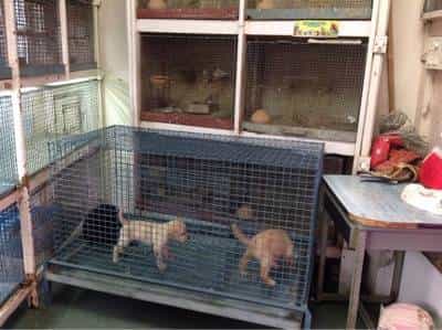Crawford market top dog prices