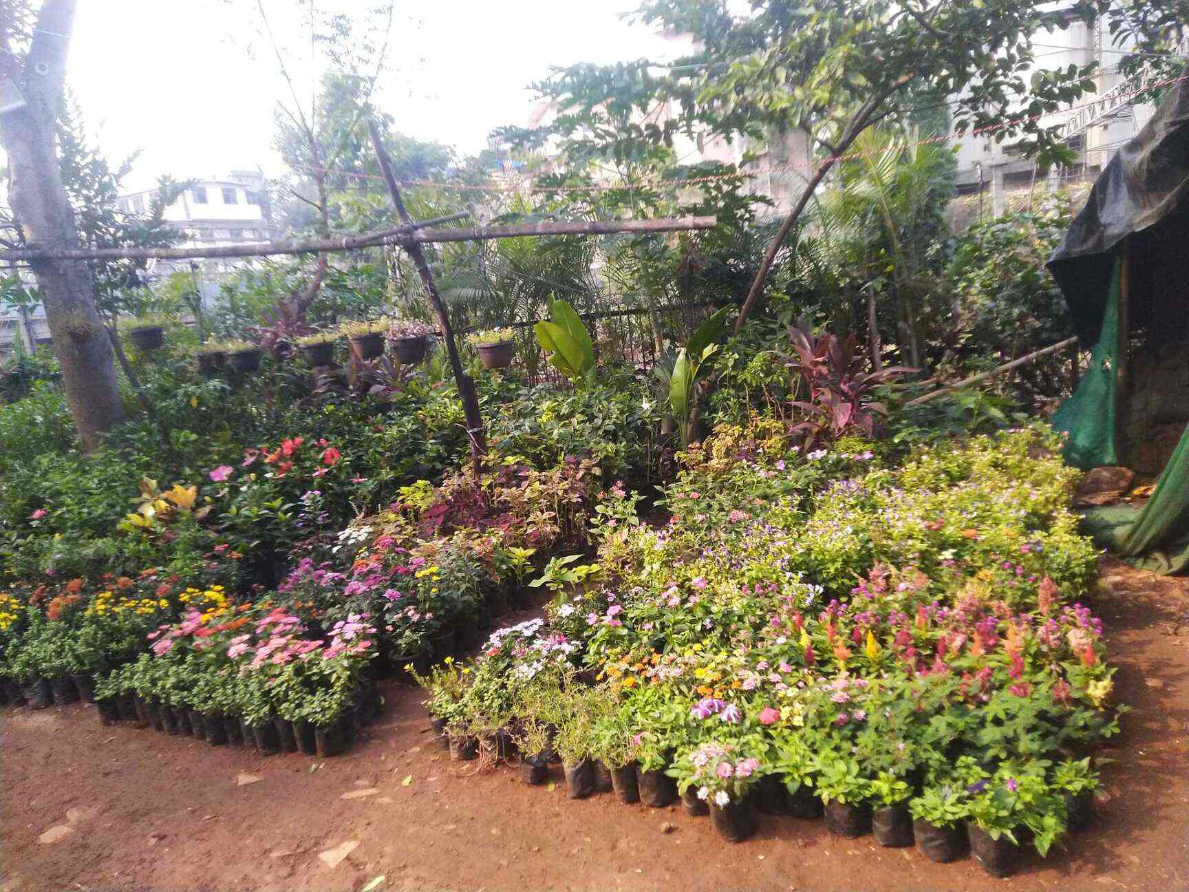 Sanjeev Shah Nursery in Ghatkopar East,Mumbai Best Plant Nurseries in