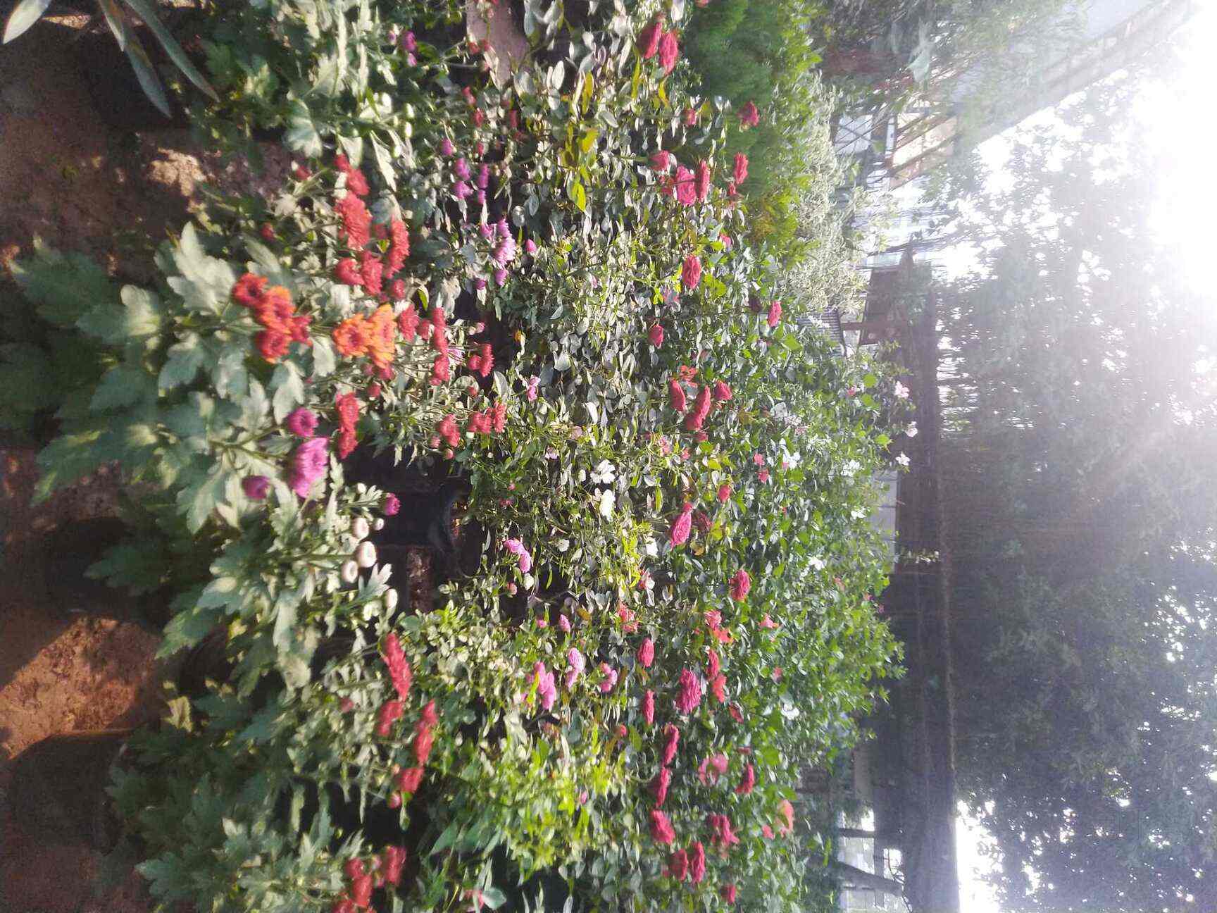 Sanjeev Shah Nursery in Ghatkopar East,Mumbai Best Plant Nurseries in