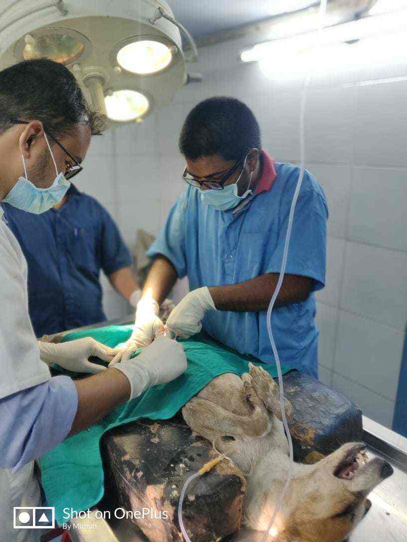 Dr. Sachin Kolpe (Veterinary Home Services) in Panvel City,Mumbai