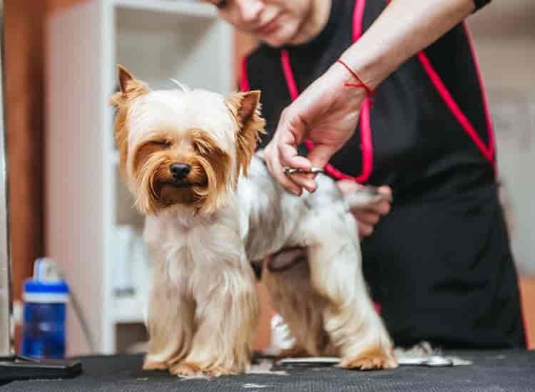 Sami Pet Solutions Closed Down in Sewri Mumbai Best in Mumbai