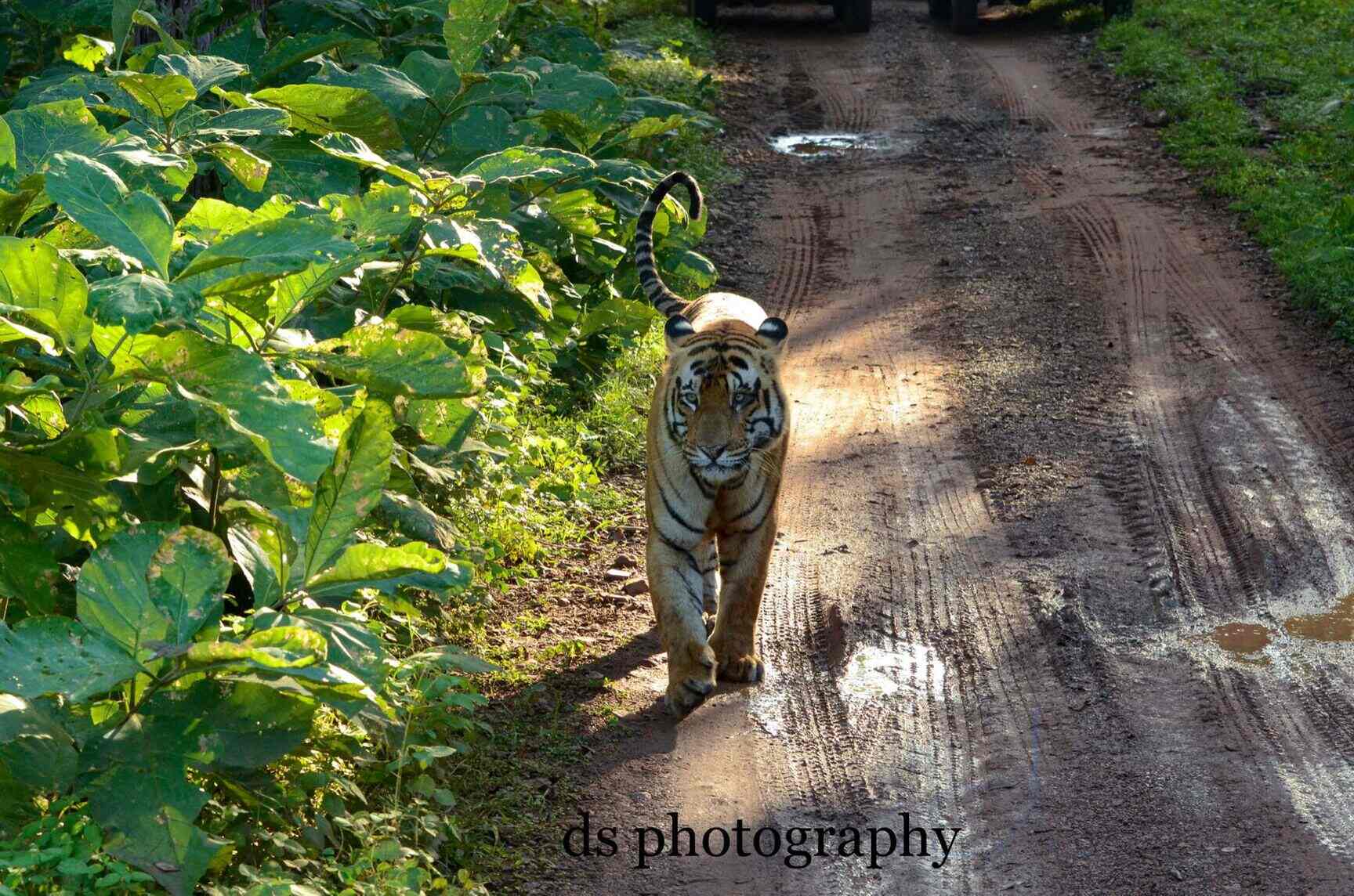 Top Jungle Safari Tour Operators in Borivali West Best Tour Operators