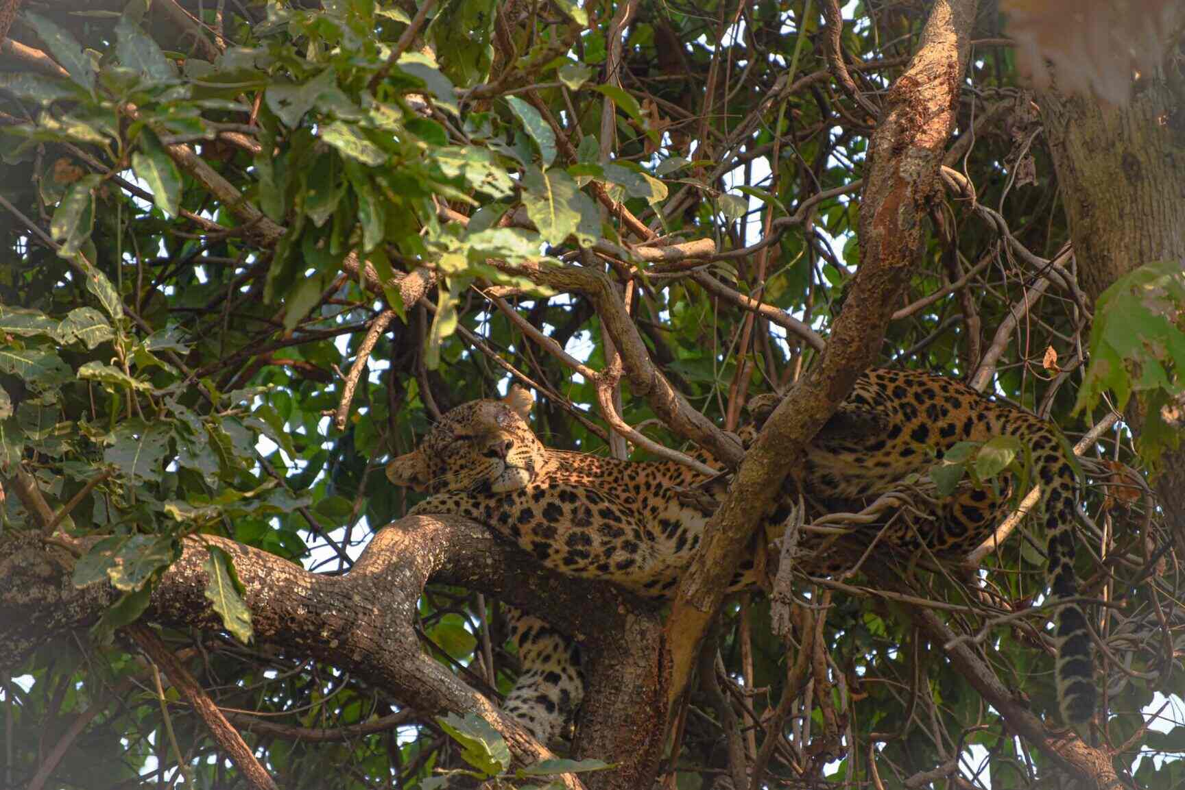 Top Jungle Safari Tour Operators in Borivali West Best Tour Operators