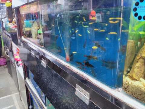 Shipali Aquarium Parel Aquarium Fish Dealers In Mumbai Justdial
