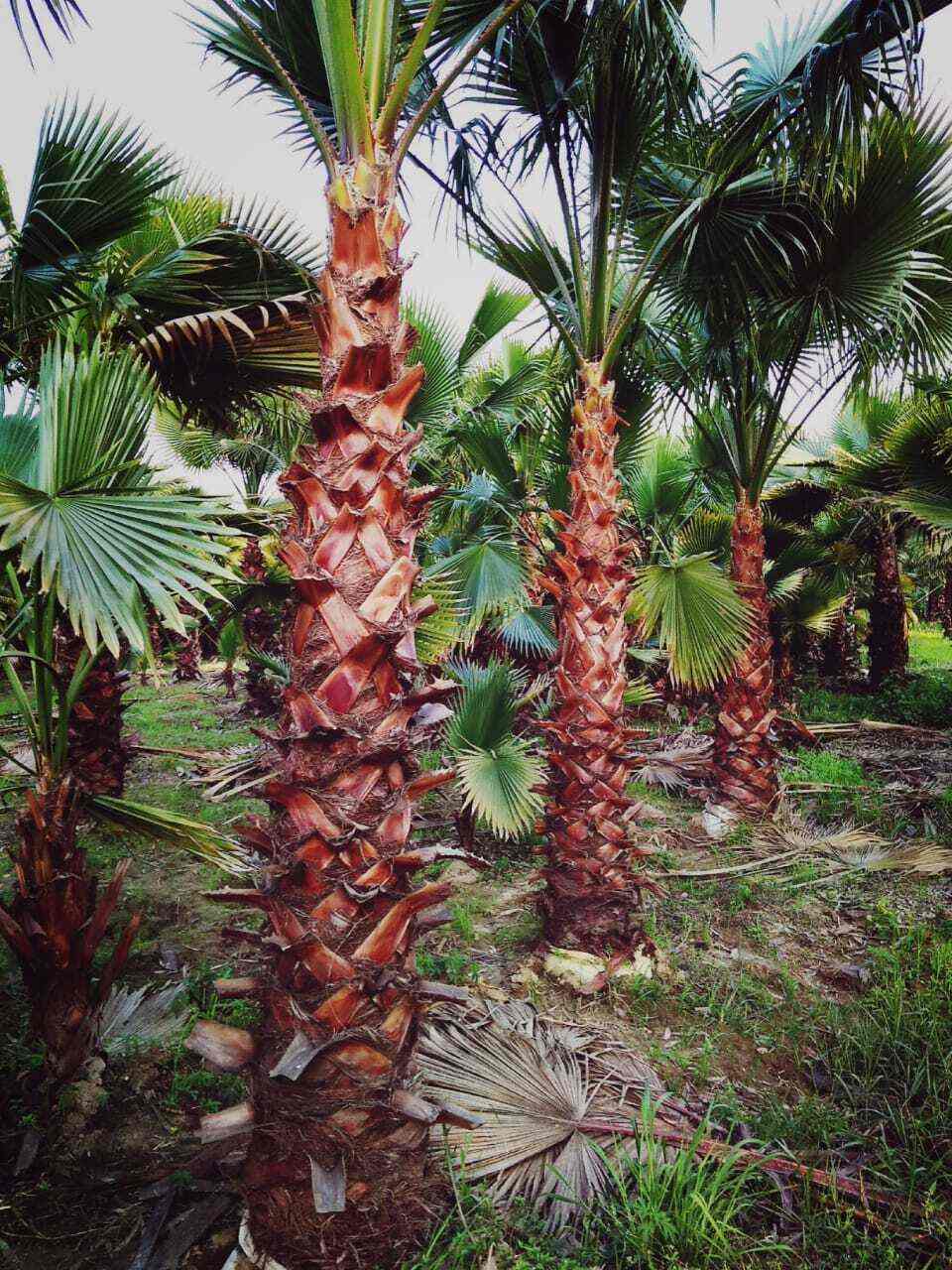 Manoj Nursery in Malad East,Mumbai Best Plant Nurseries in Mumbai