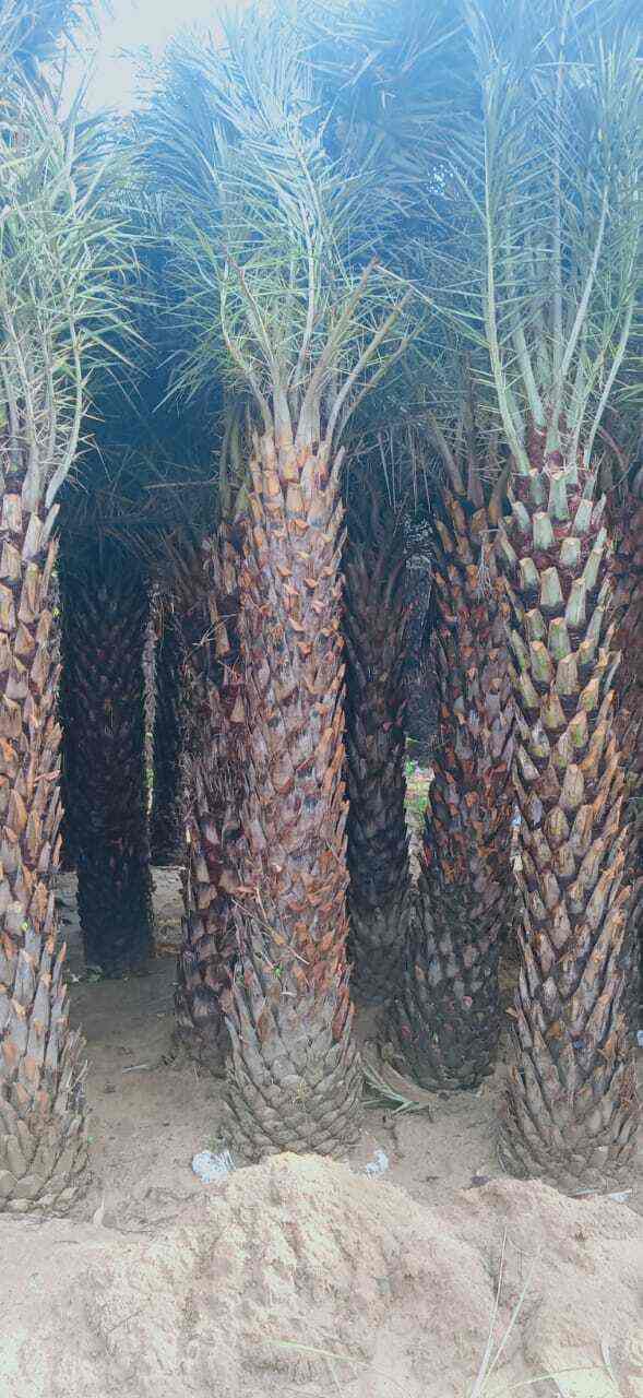 Manoj Nursery in Malad East,Mumbai Best Plant Nurseries in Mumbai