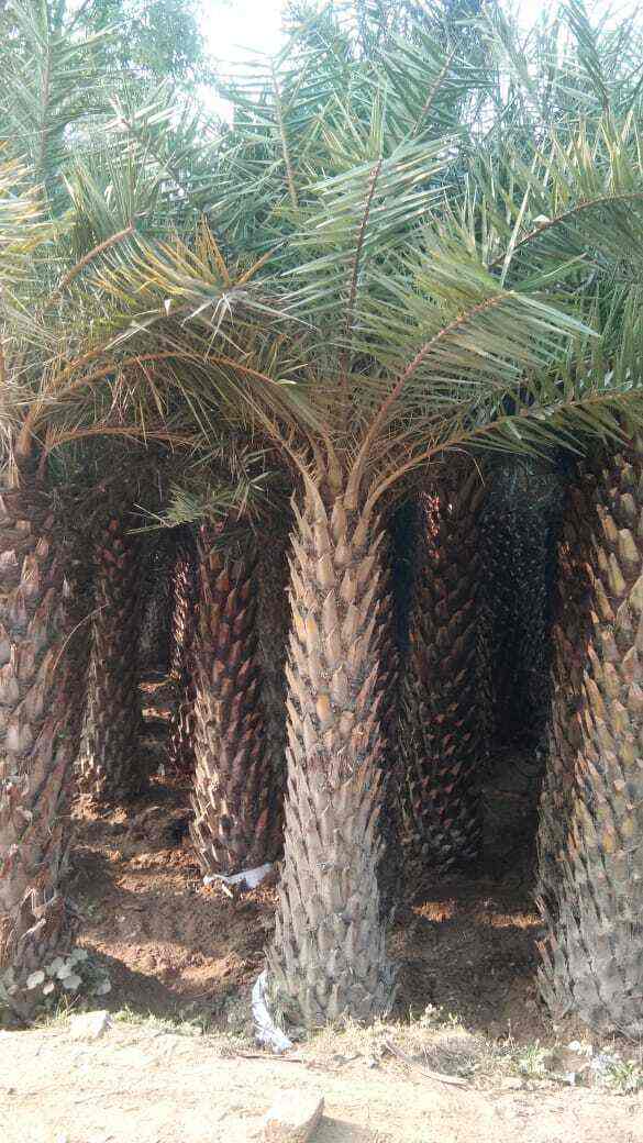 Manoj Nursery in Malad East,Mumbai Best Plant Nurseries in Mumbai