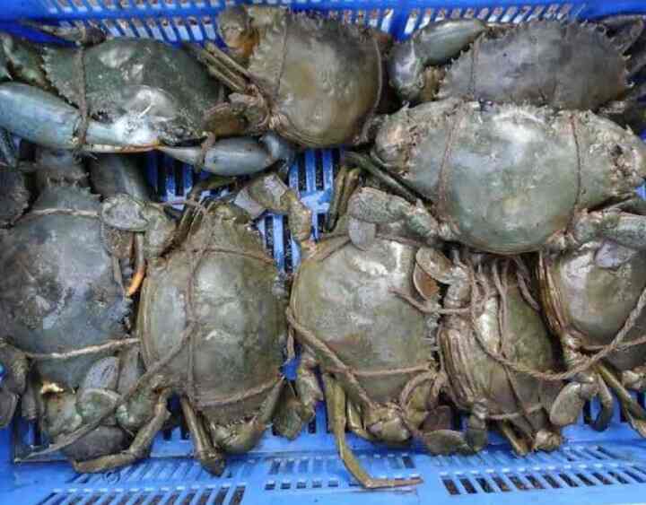 Gunabai Crab Farm, Vashi Fish Farming in Navi Mumbai, Mumbai Justdial