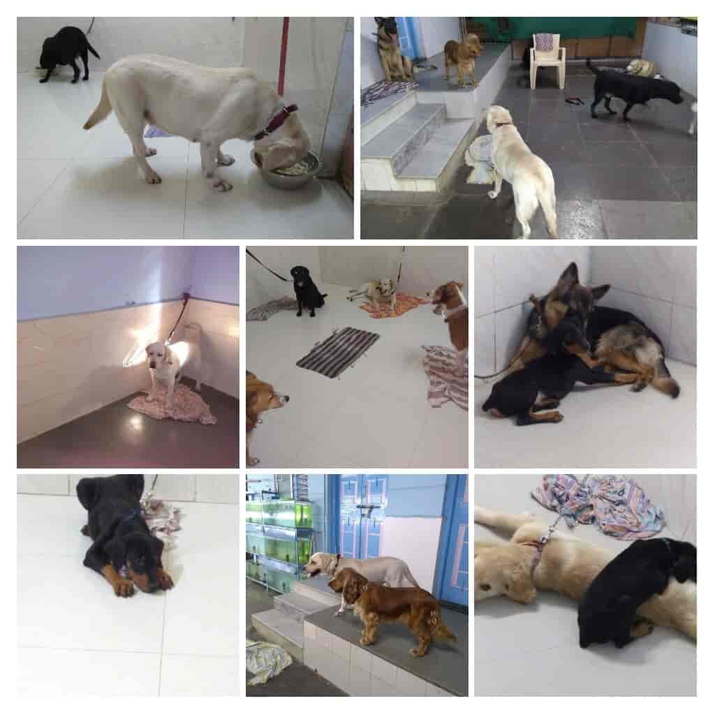 dog care takers near me