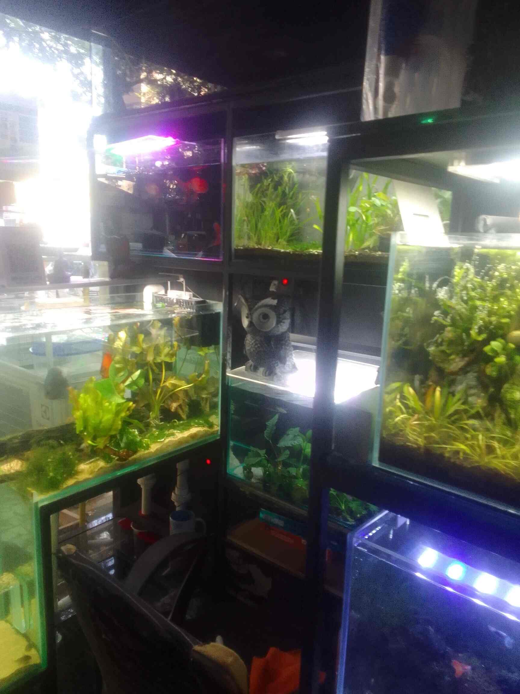Little Fish in Thane West,Mumbai Best Aquariums in Mumbai Justdial