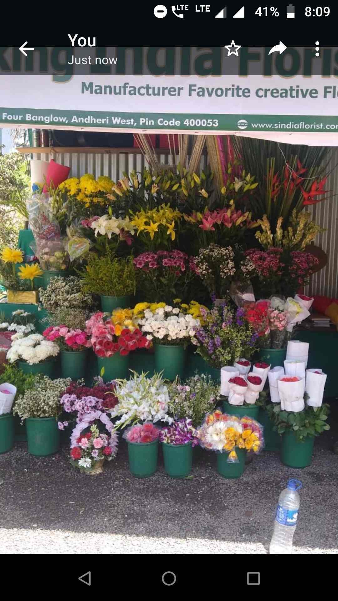 Loblaws Flowers London Ontario Best Flower Site