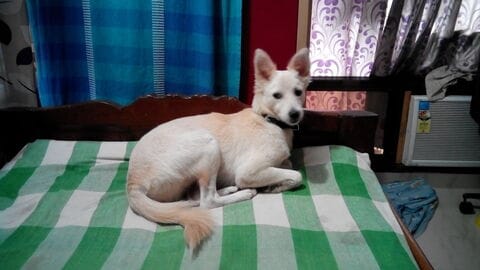 Animals Matter to Me Mumbai Hospital in Malad West - Best Dog Adoption Centres in Mumbai - Justdial Animals Matter to Me Mumbai Hospital in Malad West - Best Dog Adoption Centres in Mumbai - Justdial