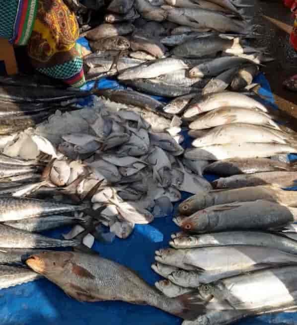 Top Fish Markets in Vikhroli East Best Seafood Market Justdial