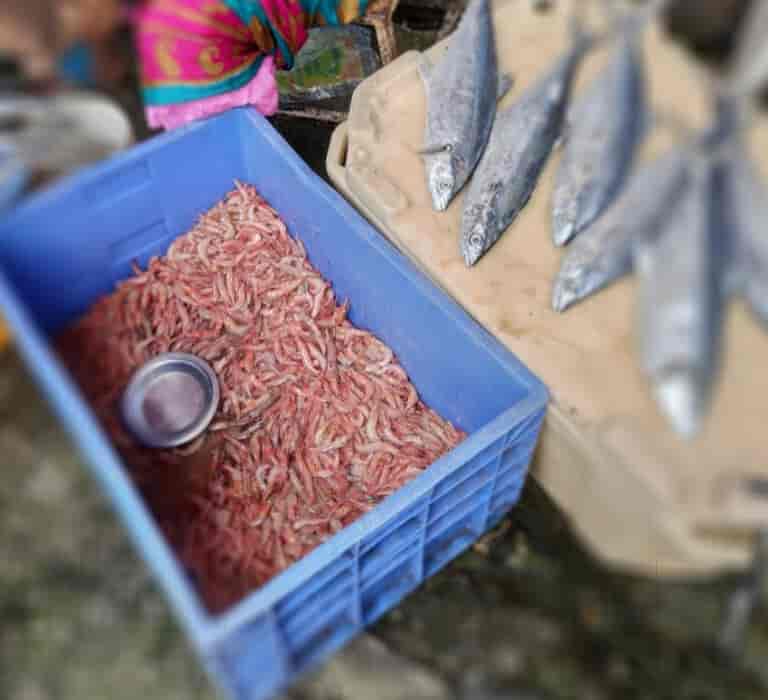 Top Fish Markets in Vikhroli East Best Seafood Market Justdial
