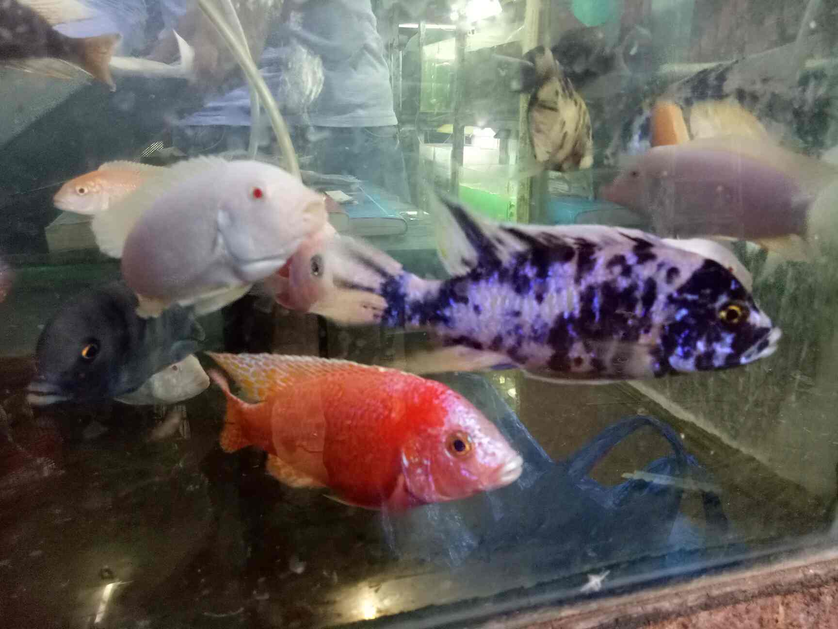Top Flowerhorn Fish Dealers in New Panvel, Mumbai near me Justdial