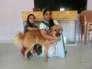 dog care takers near me