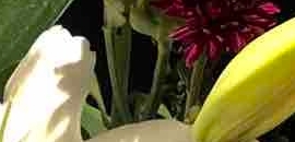 Vinis The Bloom Room in Yari Road Versova, mumbai