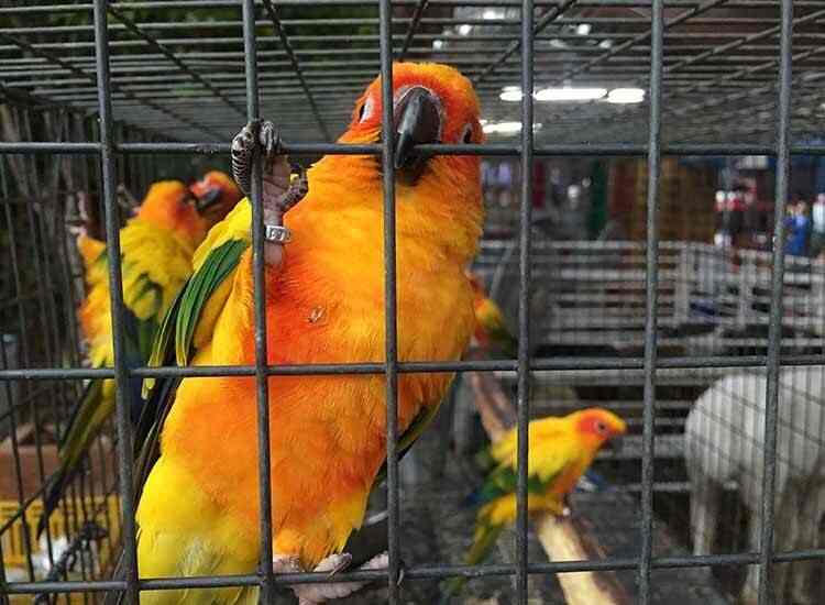 Crawford pet discount market