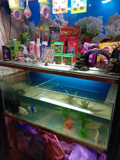 Top Aquariums near Century Bazar Prabhadevi Best Fish Tank Dealers near me Justdial