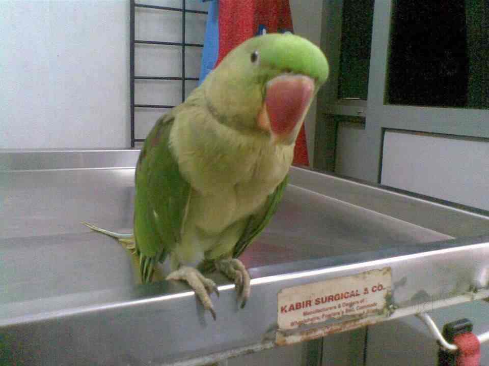 doctor for parrot near me