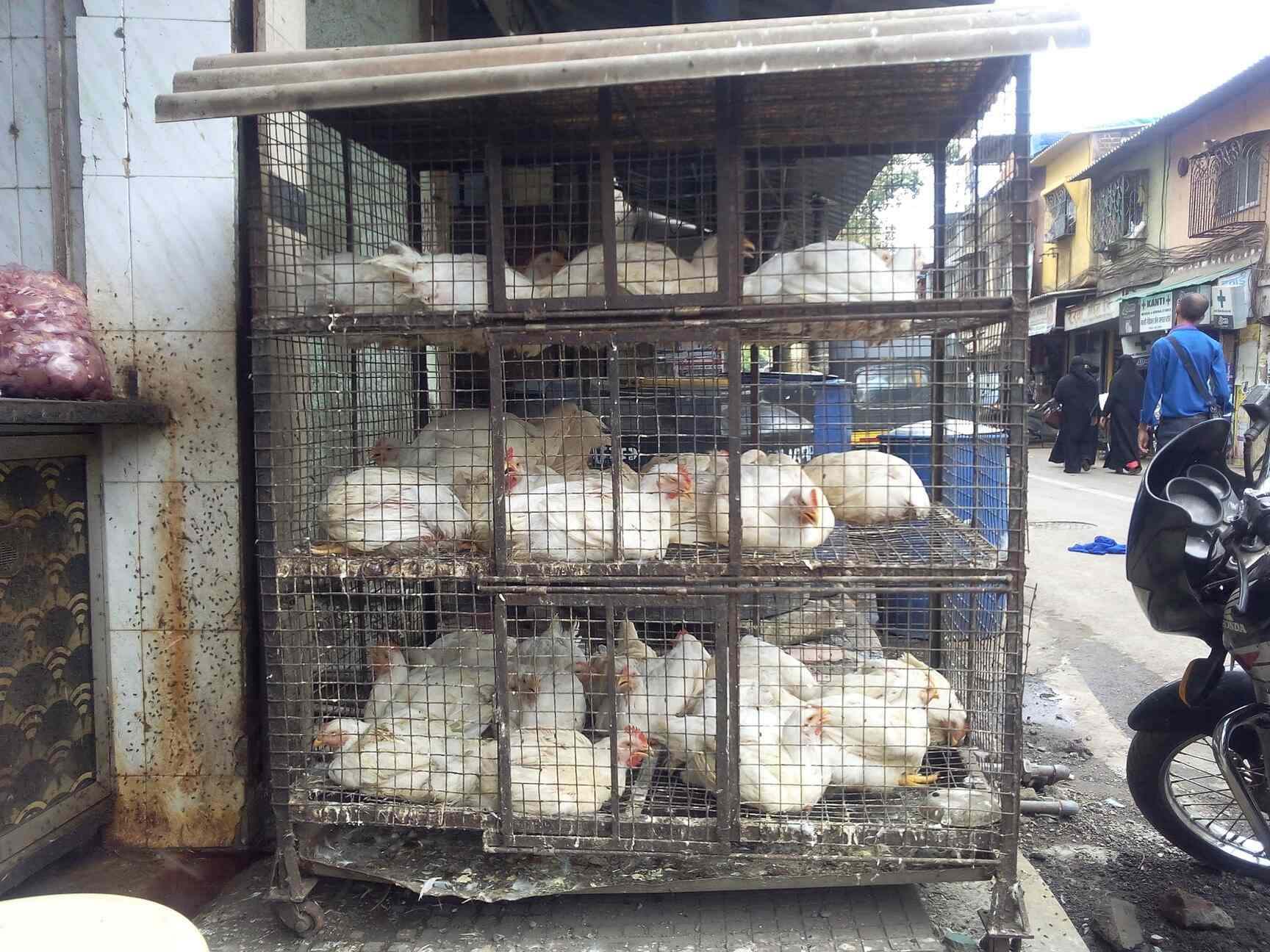 Halal Chicken Shop in Govandi West,Mumbai Best Chicken Retailers in