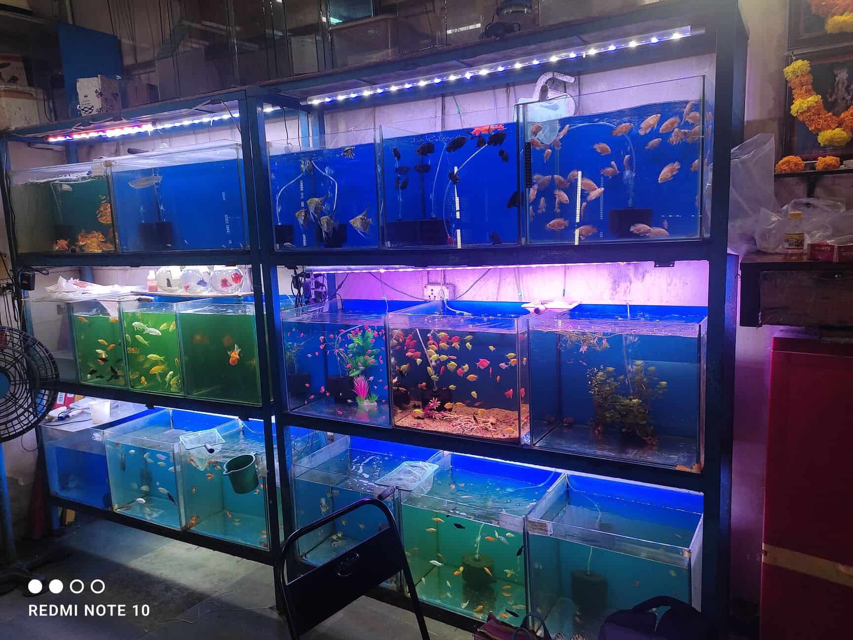 Top Pet Shops in Mumbai Best Pet Store near me Justdial