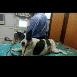 Dr. Ekta Thakkar (Pet Clinic Kidney Care And Dialysis Centre) in Ghatkopar East,Mumbai - Best Veterinary Doctors in Mumbai - Justdial Dr. Ekta Thakkar (Pet Clinic Kidney Care And Dialysis Centre) in Ghatkopar East,Mumbai - Best Veterinary Doctors in Mumbai - Justdial