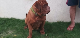 Top Golden Retriever Dog Pup Near Raja Hotel Kalyan City Best