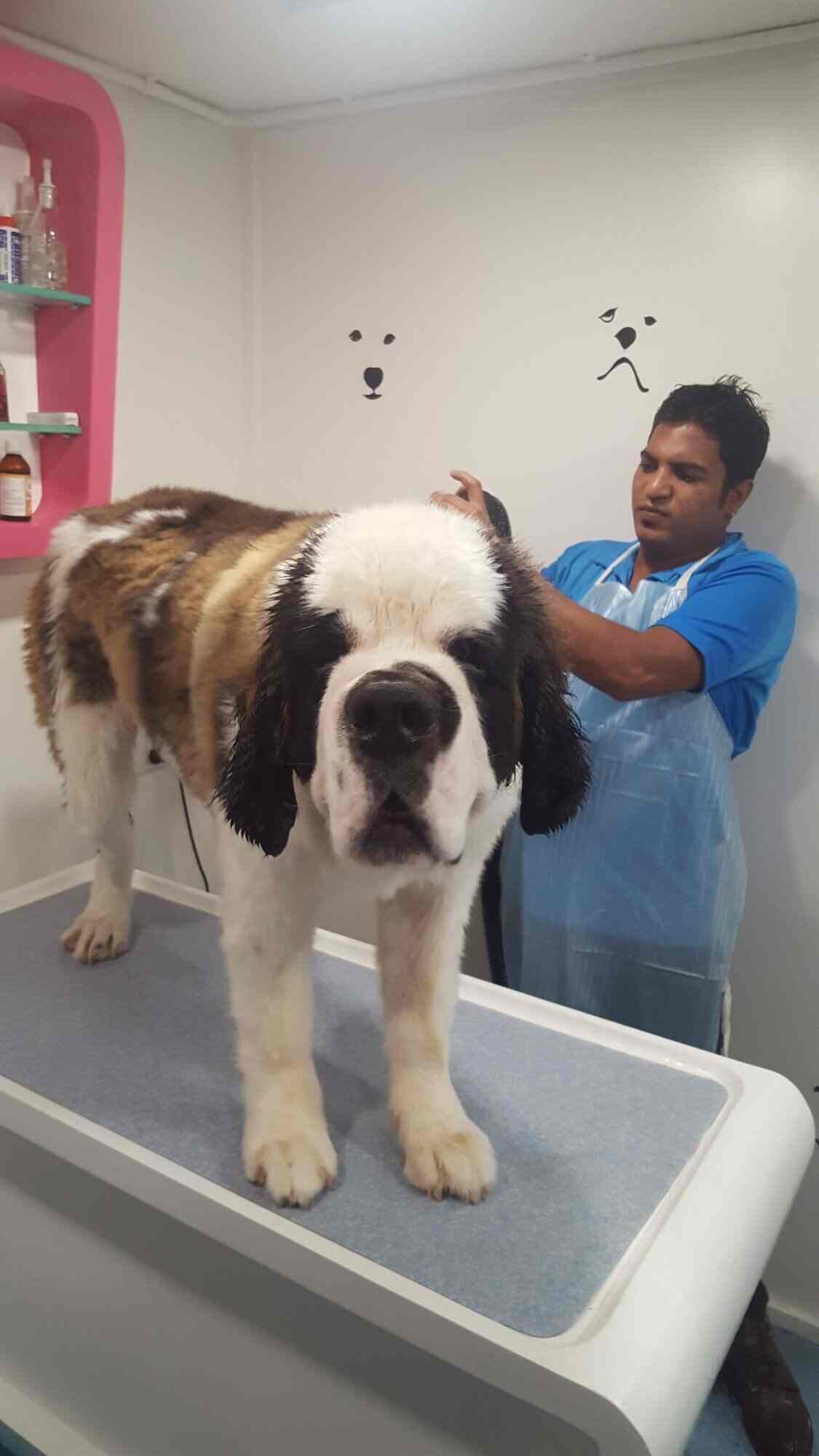 The White Collar in Khar West,Mumbai Best Pet Parlours in Mumbai Justdial