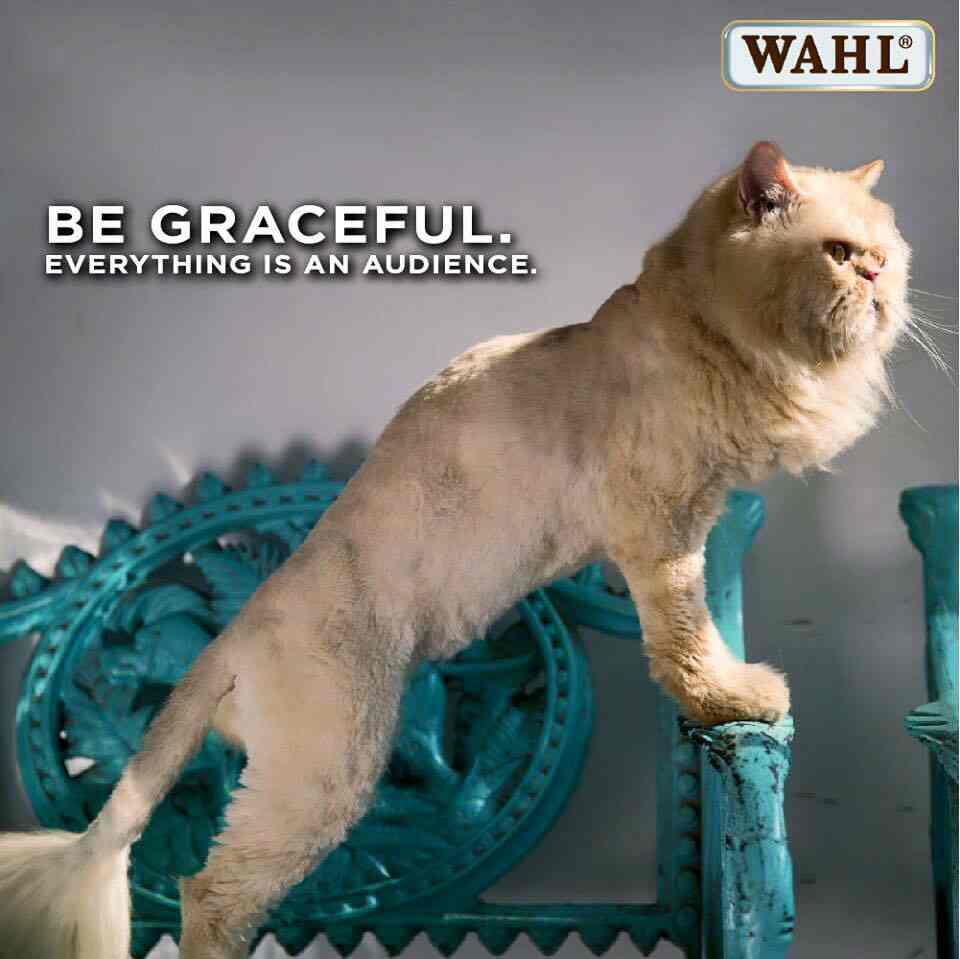 The White Collar in Khar West,Mumbai Best Pet Parlours in Mumbai Justdial