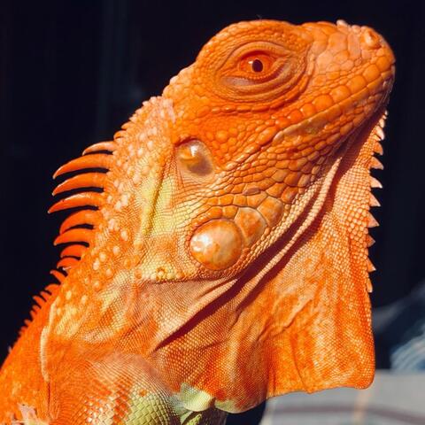 Exotic Pets Crawford Market Pet Shops In Mumbai Justdial