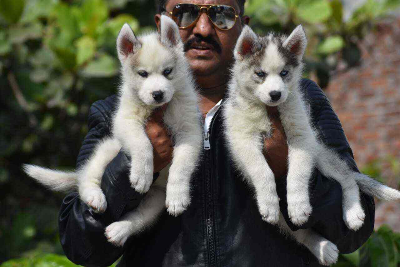 Top 100 Pet Shops in Mumbai Best Pet Store & Suppliers Justdial