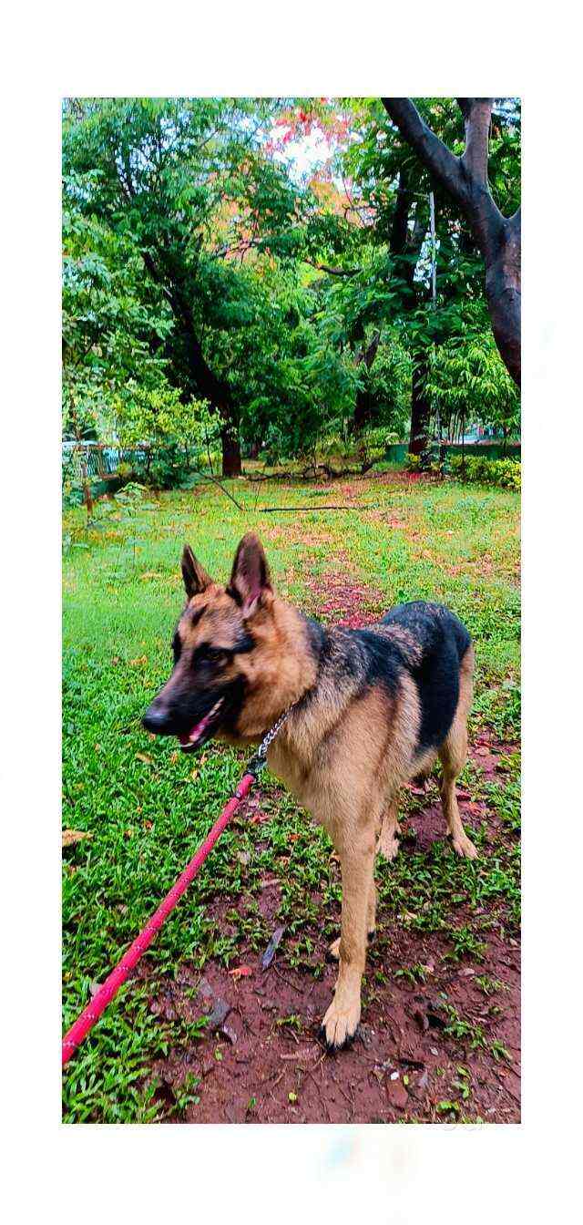 Top Dog Grooming Services At Home in Vashi, Mumbai near me Justdial