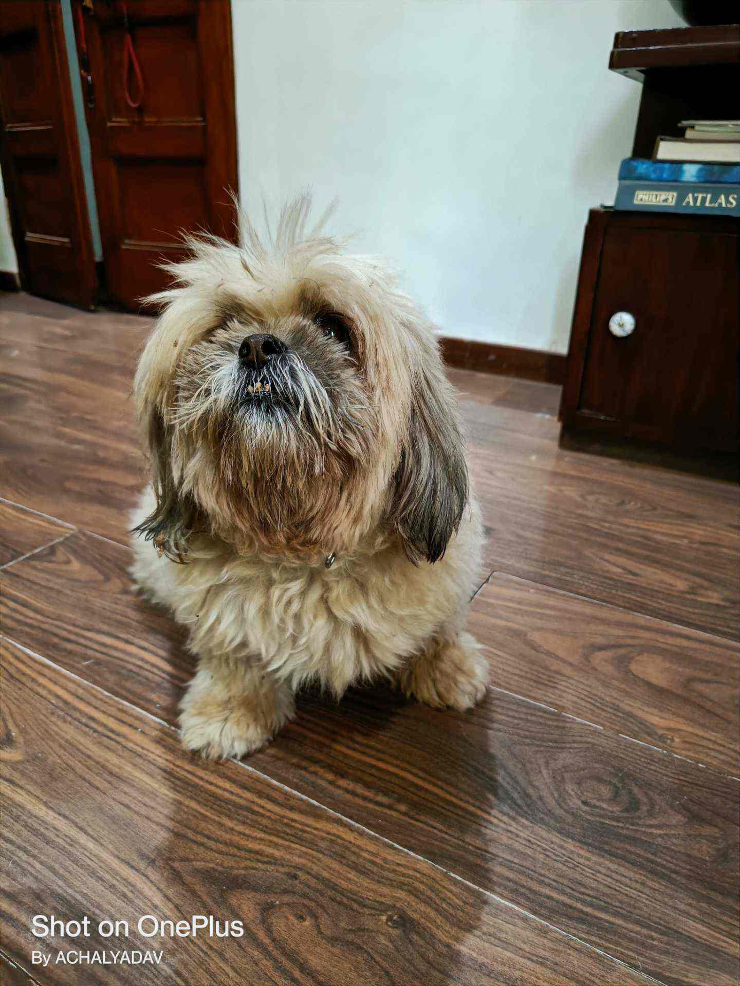 Top Dog Grooming Services At Home in Vashi, Mumbai near me Justdial