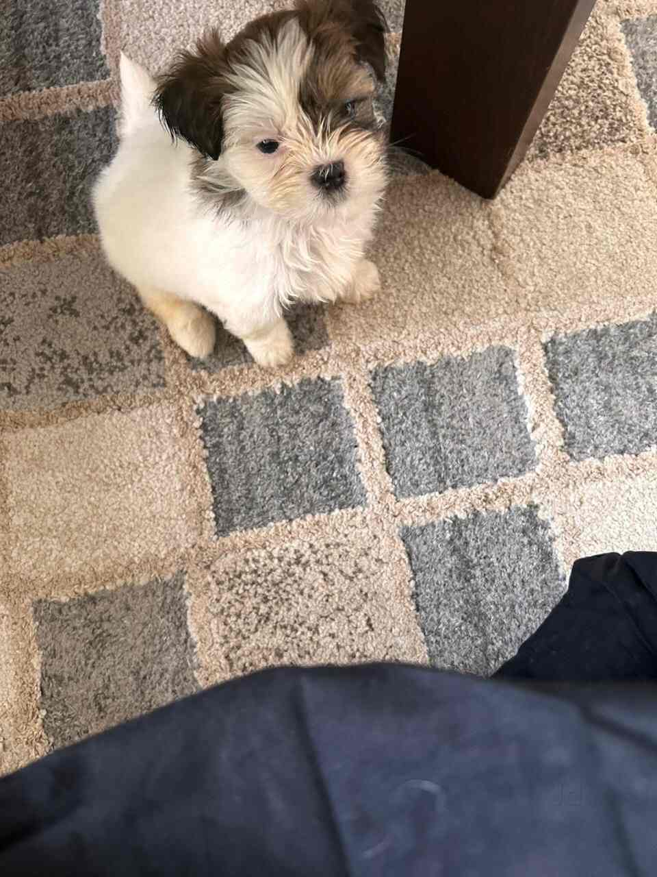 Top Dog Grooming Services At Home in Vashi, Mumbai near me Justdial