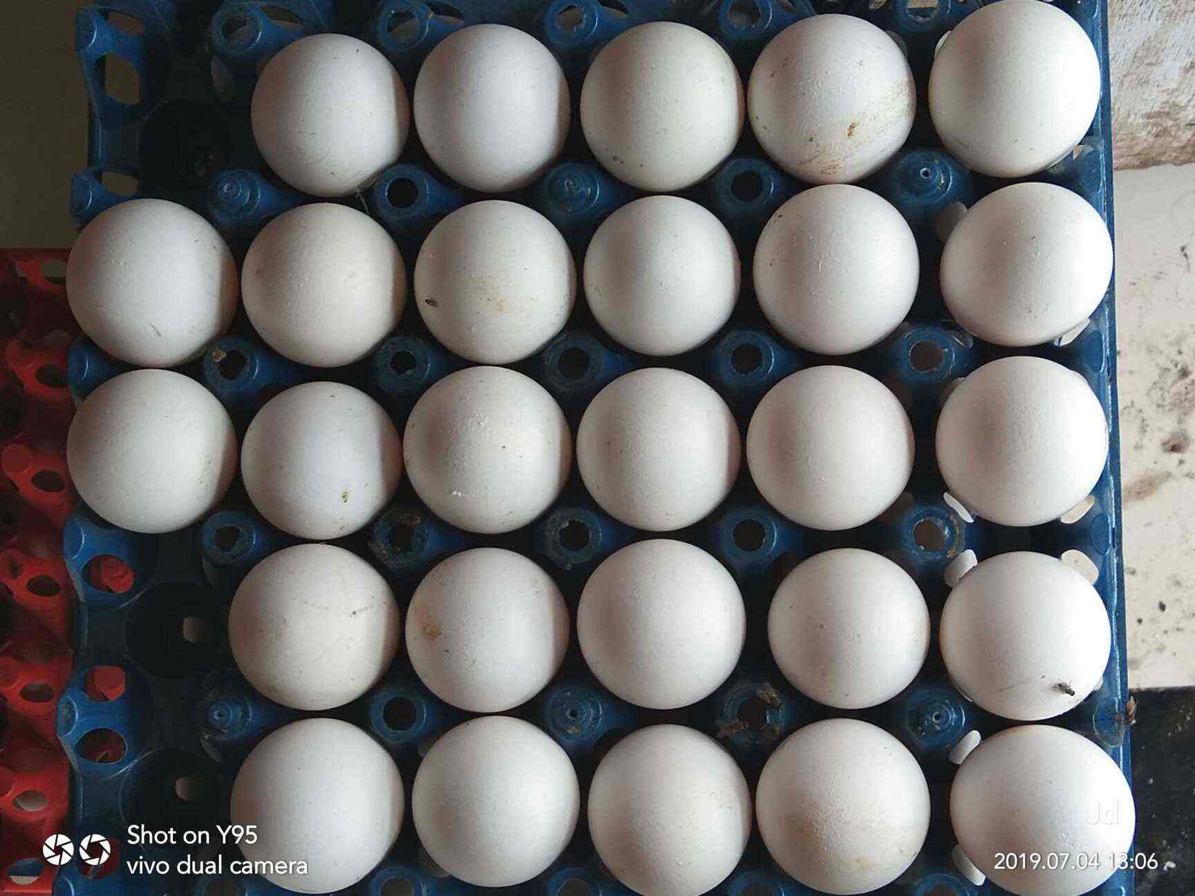Royal Eggs in Bandra East,Mumbai Best Egg Wholesalers in Mumbai
