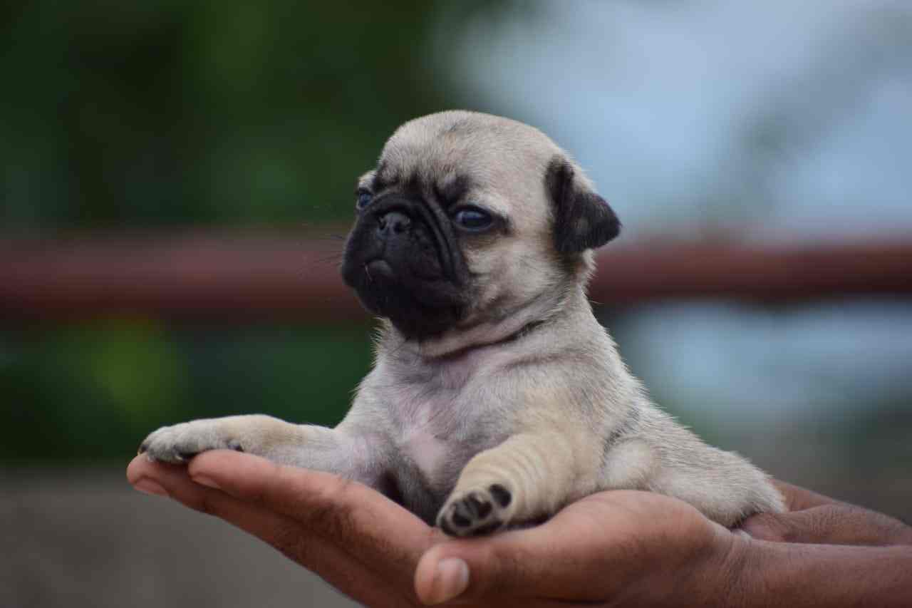 Prasad Dog Kennel, Kalyan West Pet Shops in Kalyan, Mumbai Justdial