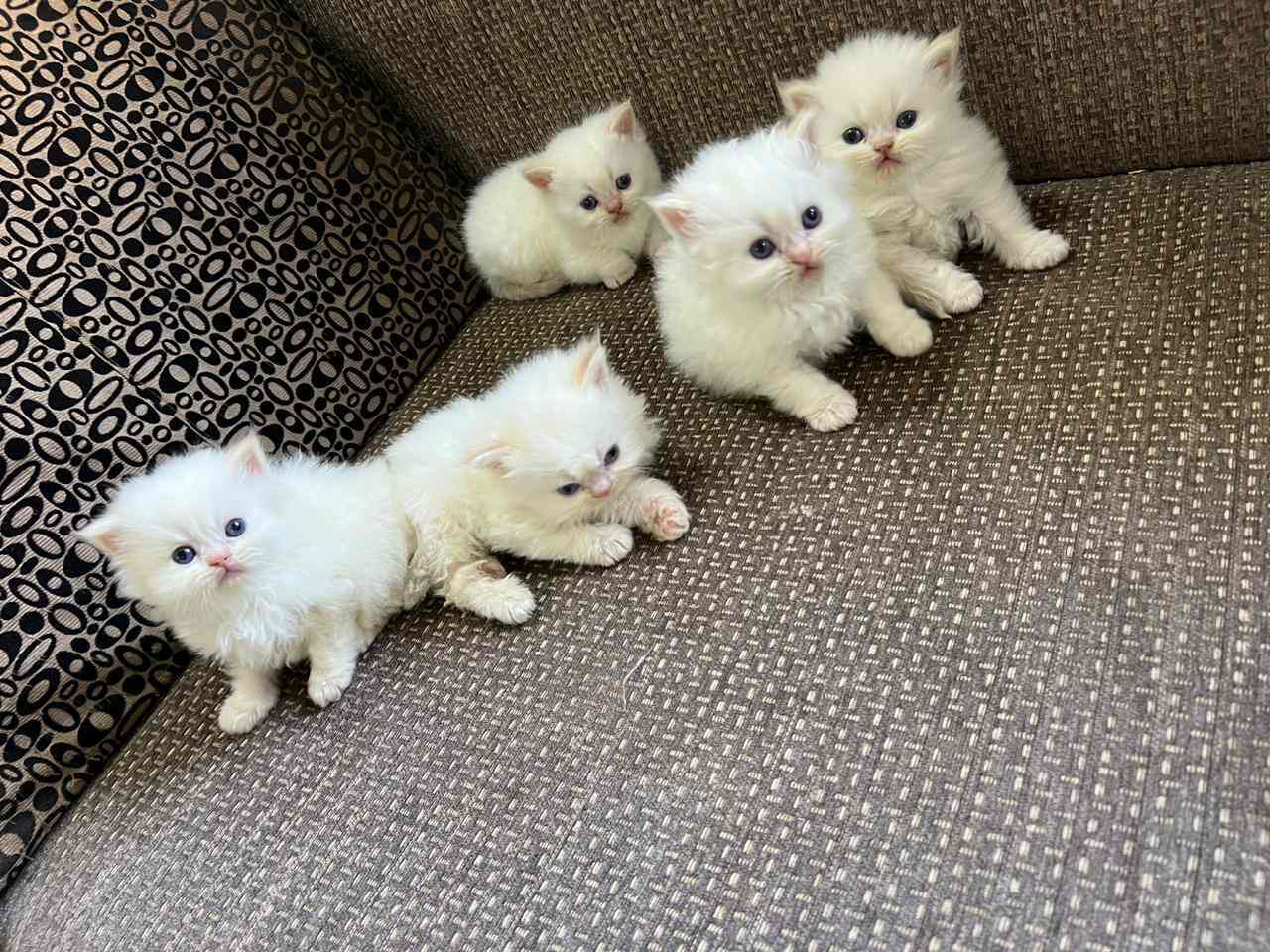 Top Pet Shops in Mumbai Best Pet Store near me Justdial