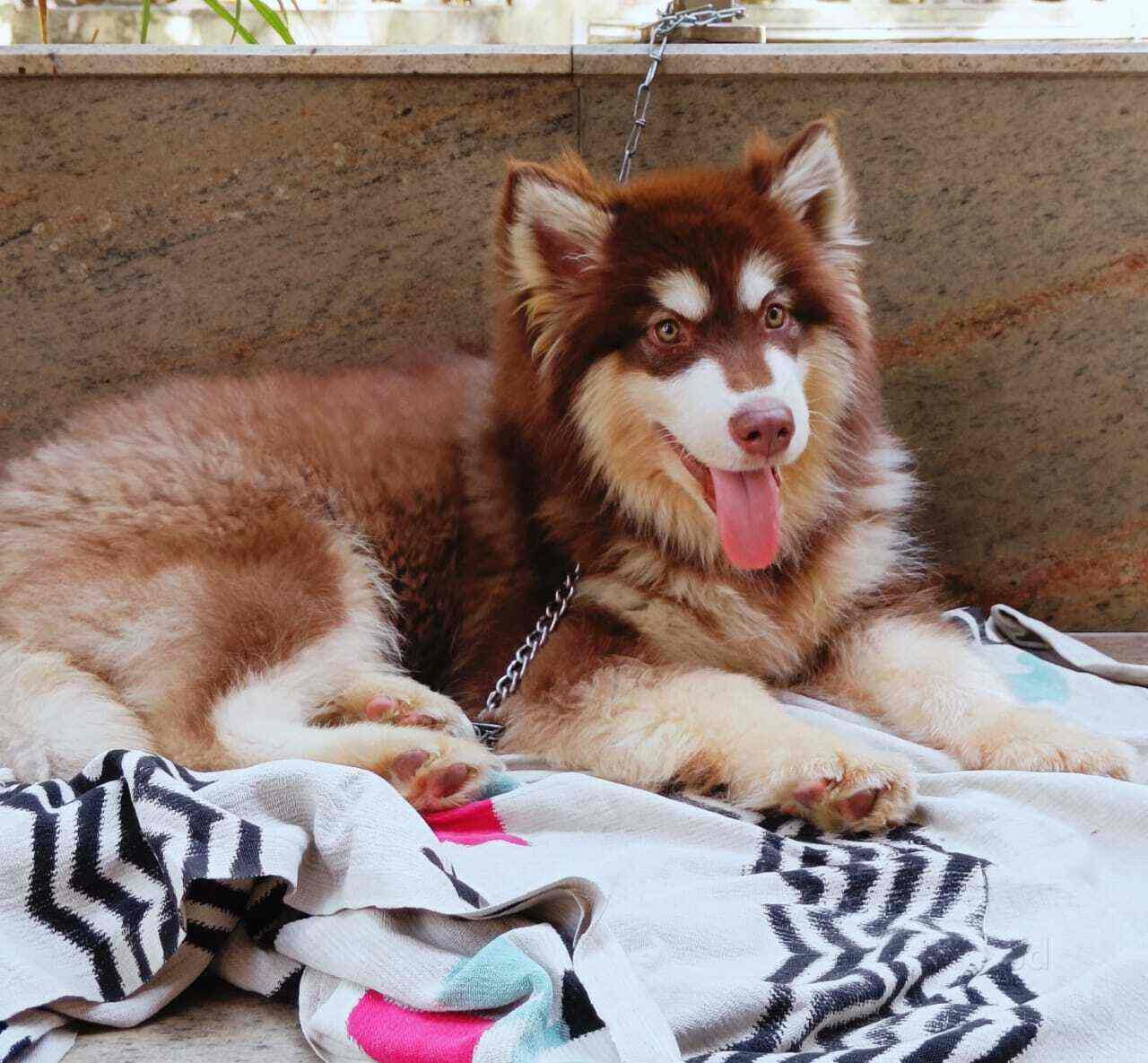 Top Pet Shops in Mumbai Best Pet Store near me Justdial