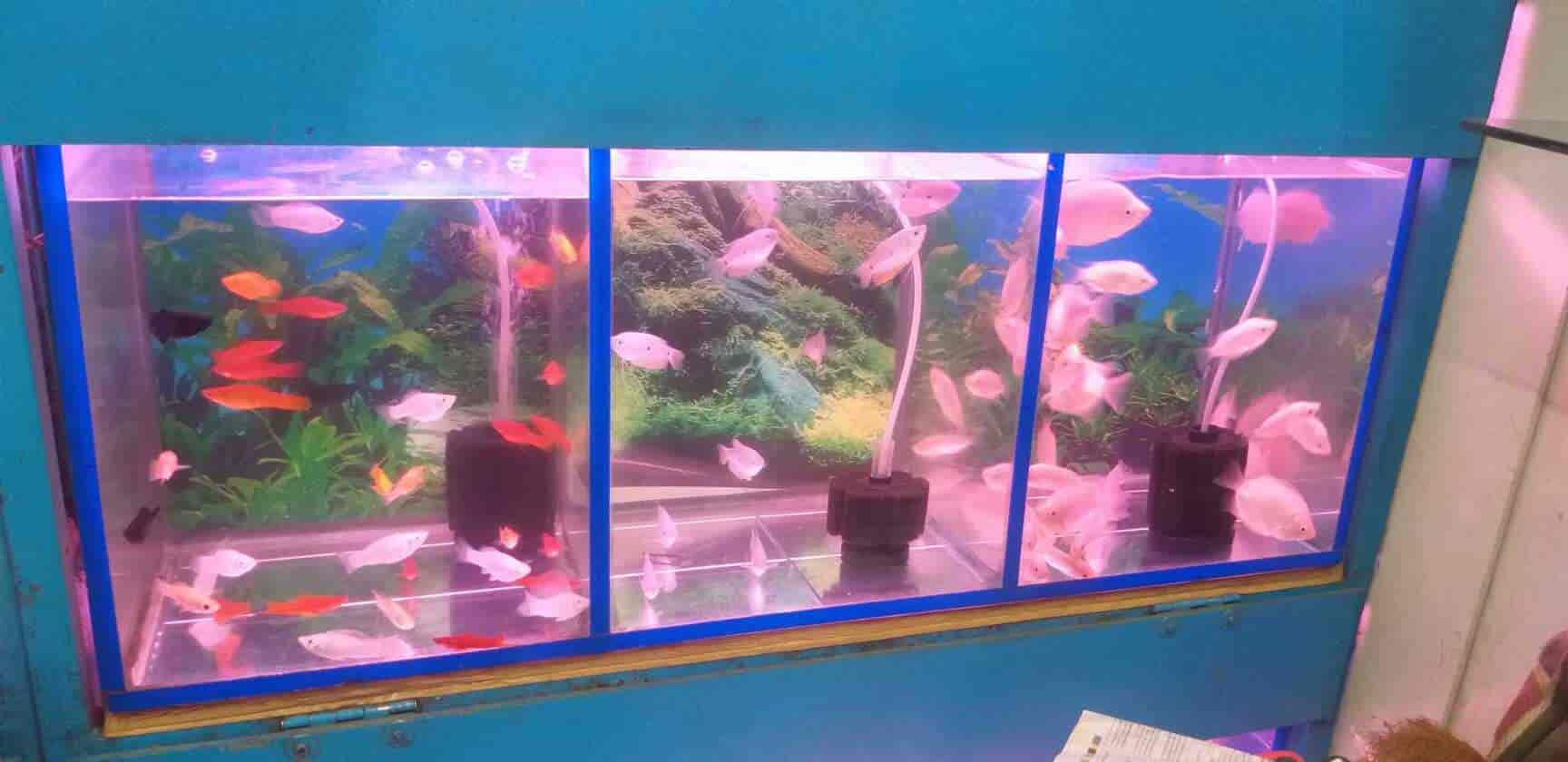 Fighter Aquarium And Pet Foods in Pant NagarGhatkopar East,Mumbai