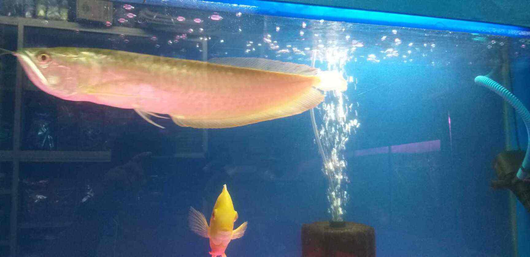 Fighter Aquarium And Pet Foods in Pant NagarGhatkopar East,Mumbai