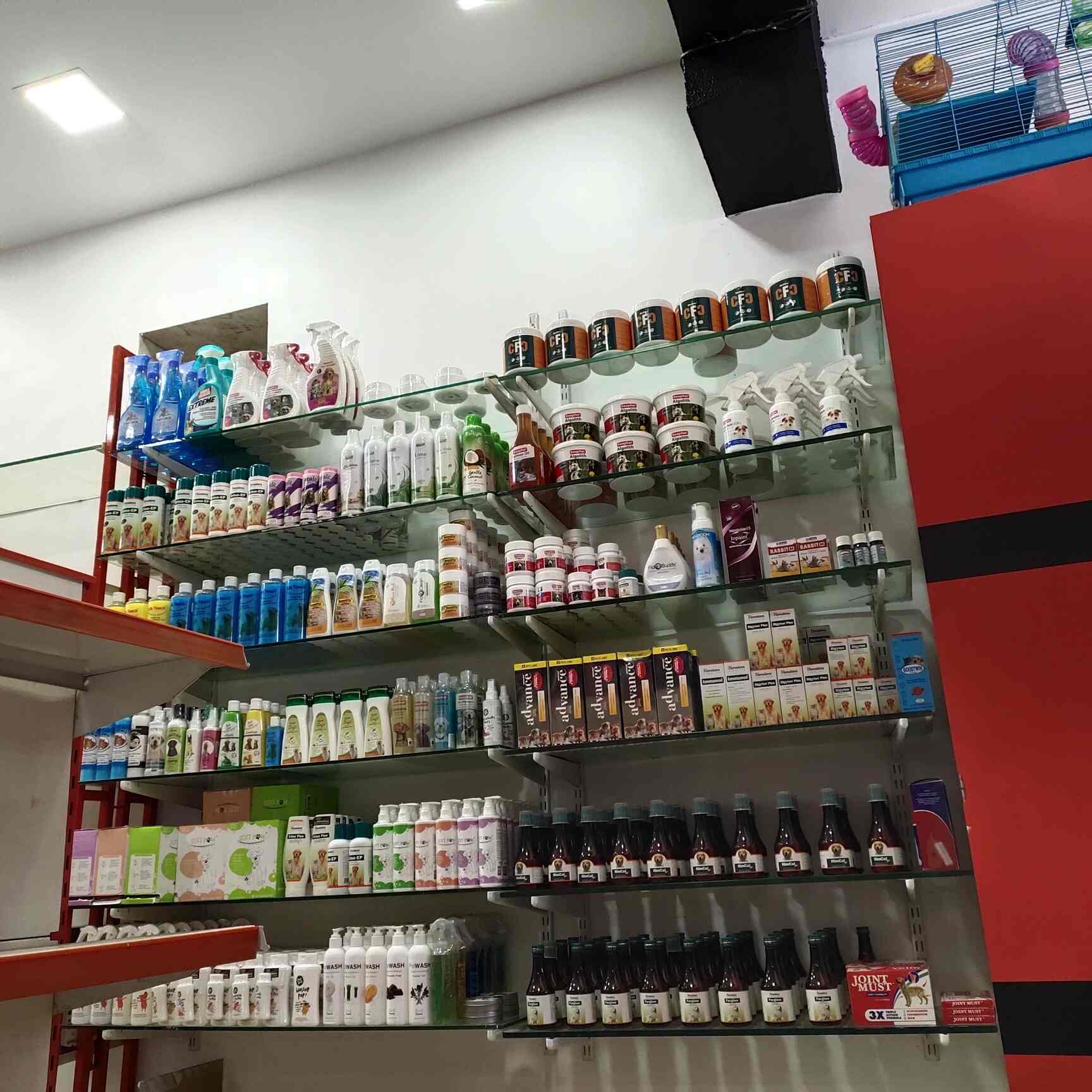 how do you feed a bearded dragon