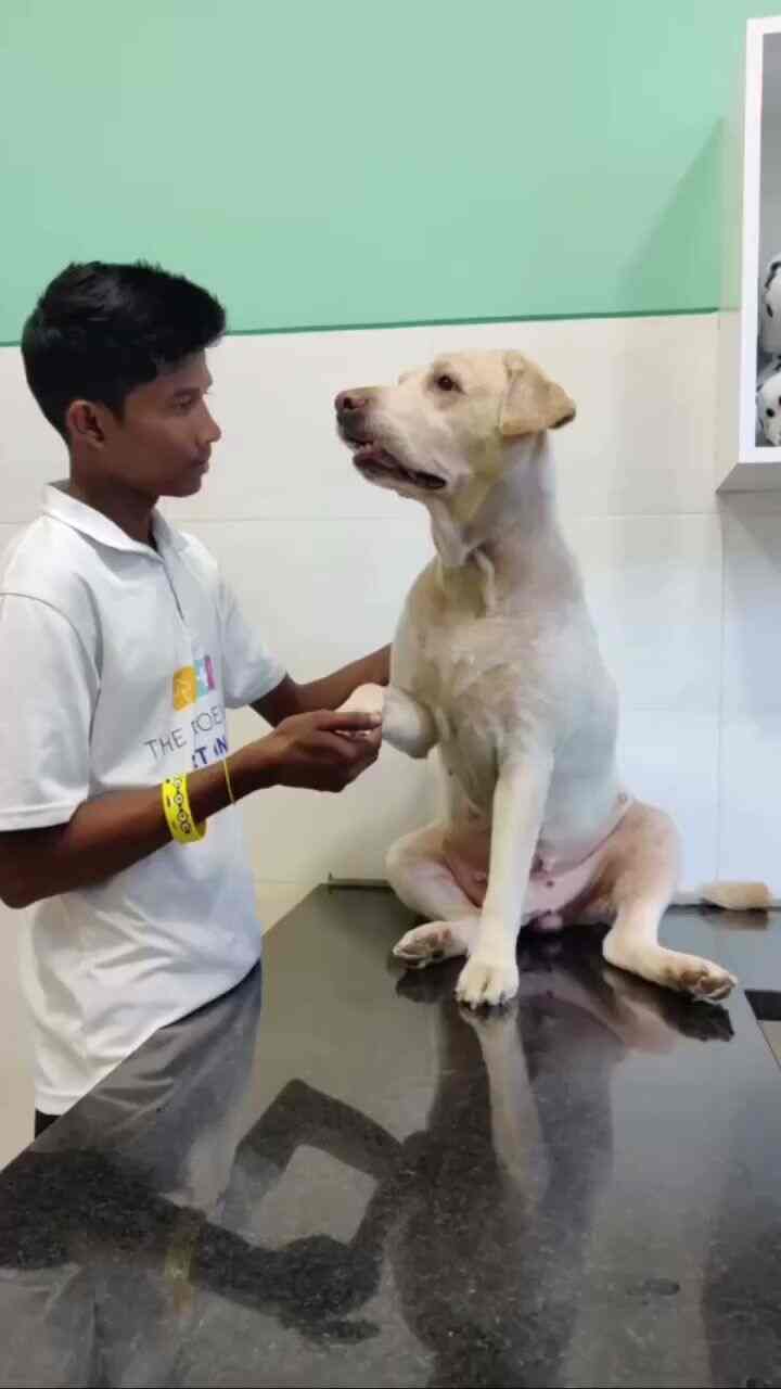 Top Pet Care Takers in Naigaon West Best Dog Care Takers Mumbai near me Justdial