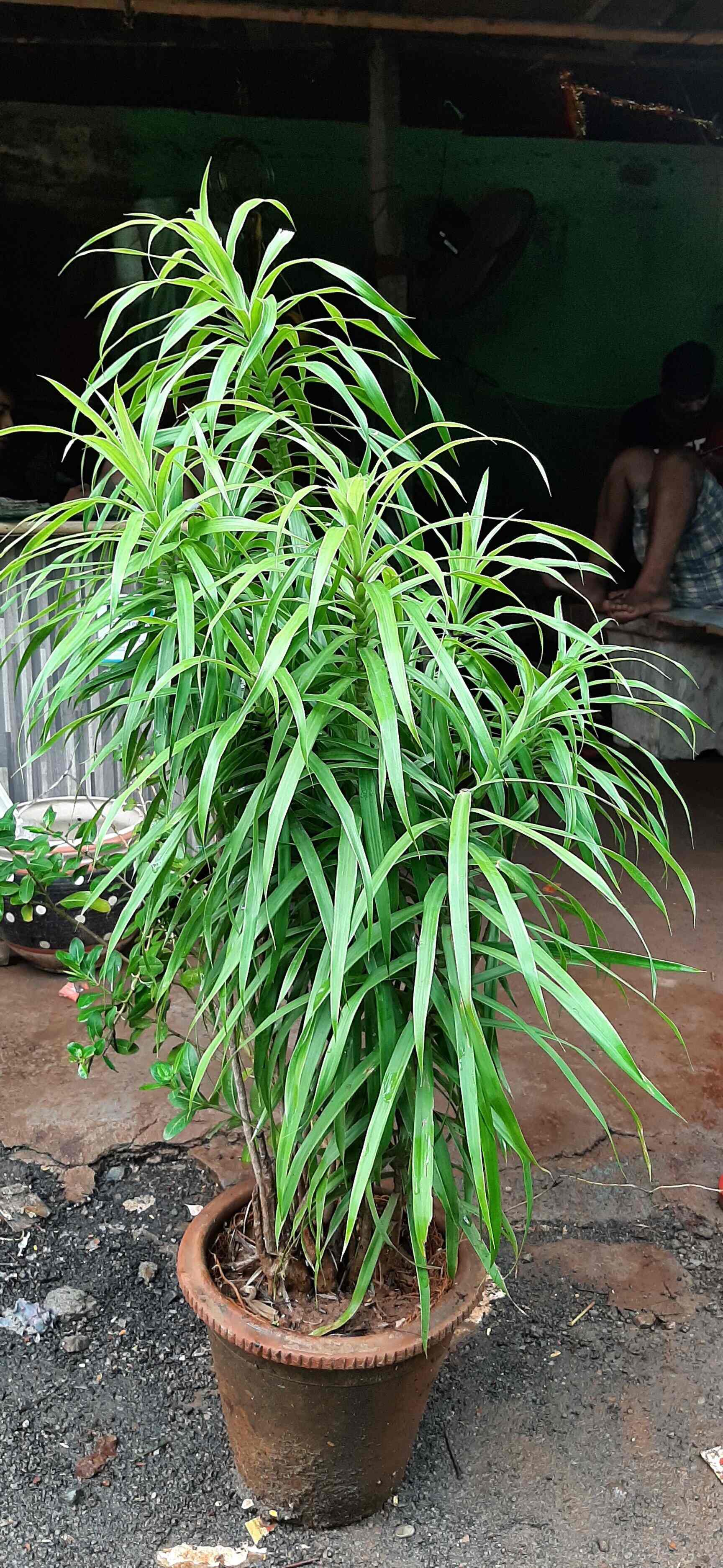 Mr Nitesh in Andheri West,Mumbai Best Plant Nurseries in Mumbai